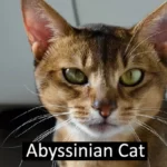 The Abyssinian Cat Breed: Information, Health, and Facts