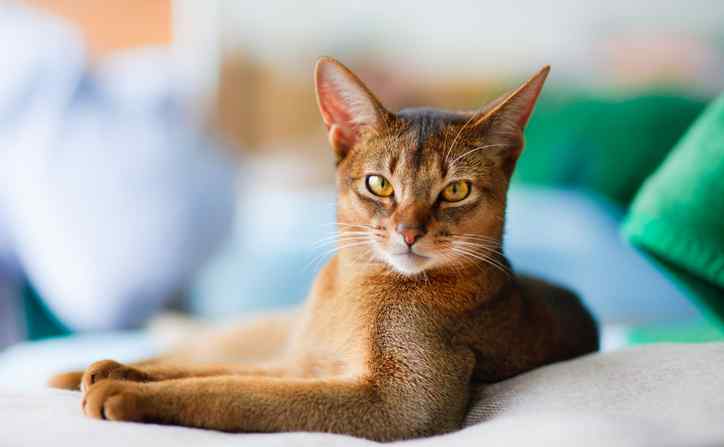 Abyssinian Cats Breed