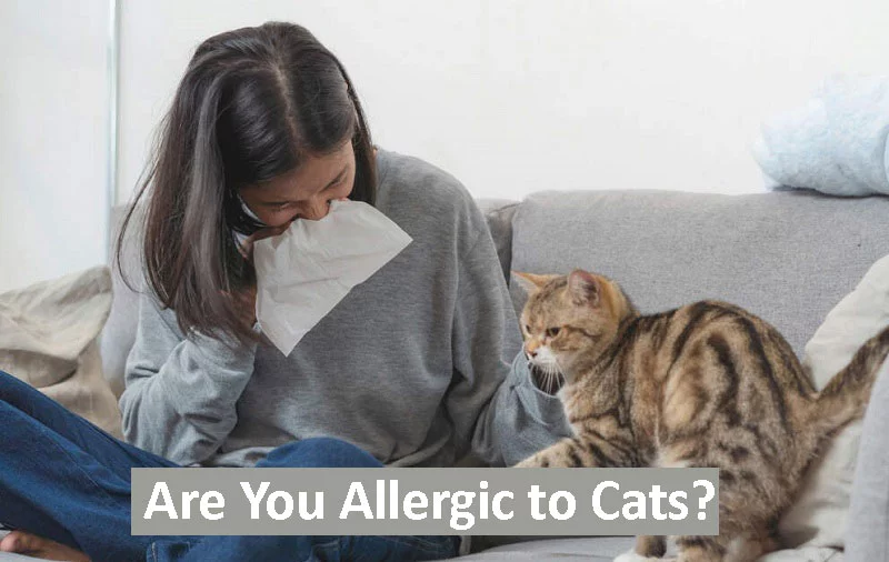 Are You Allergic to Cats? 