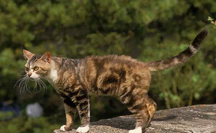 American Wirehair Cats breed
