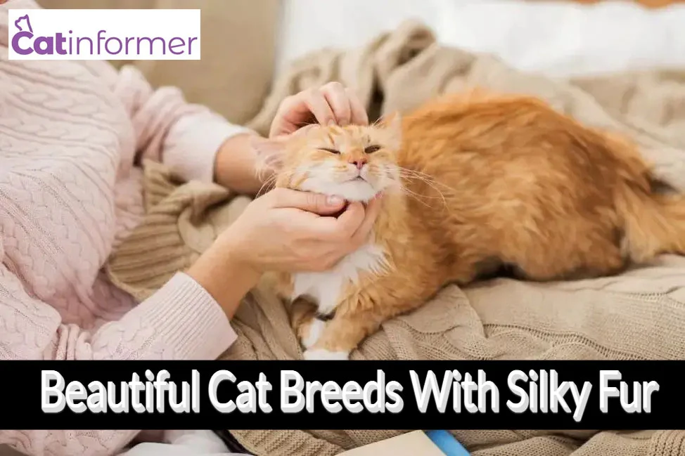 9 Beautiful Cat Breeds With Silky Fur