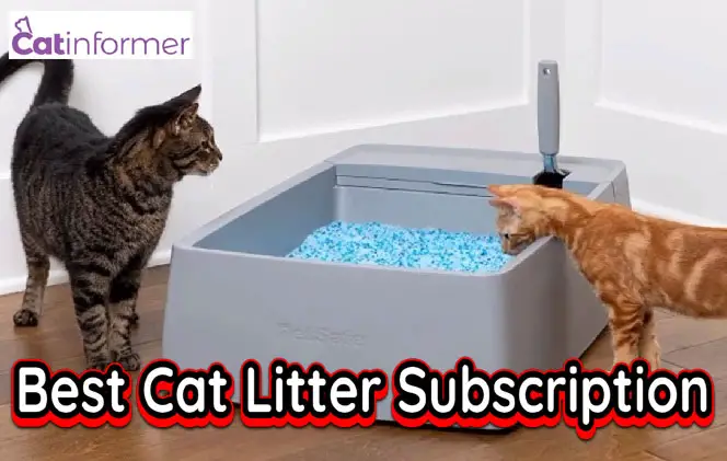 7 Best Cat Litter Subscription Services In 2023