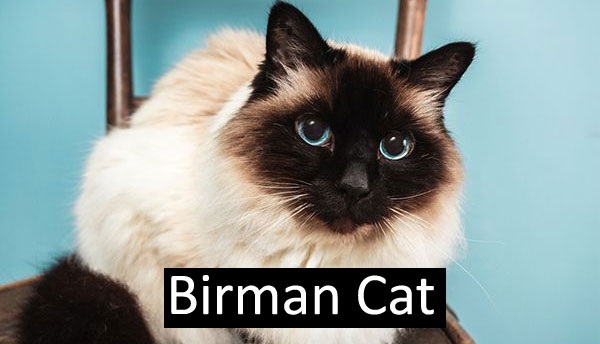 Birman Cats Breed
