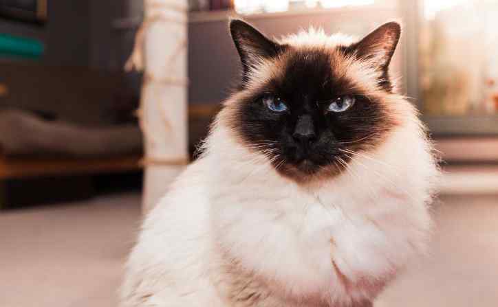 The Birman Cat Breed: What You Need to Know