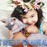 BEST 9 CAT BREEDS IF YOU HAVE ALLERGIES