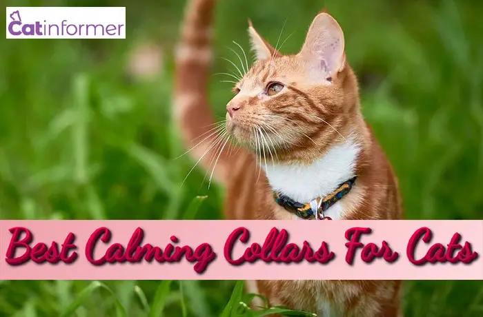 7 Best Calming Collars For Cats