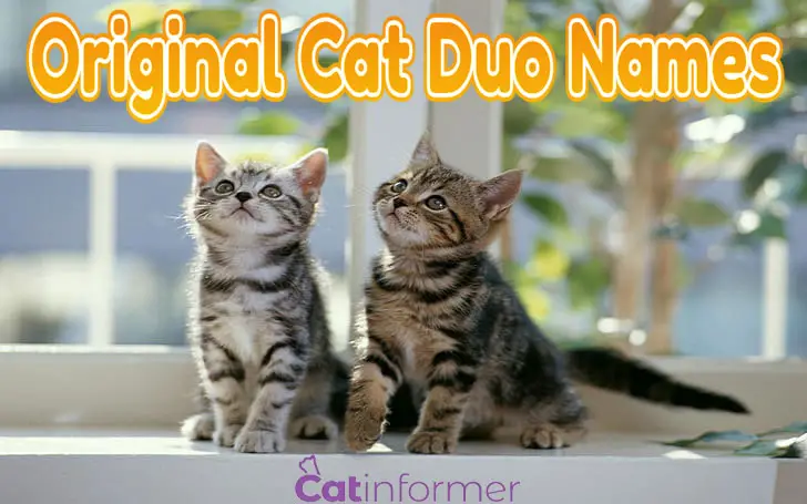 101 Original Cat Duo Names For Males and Females