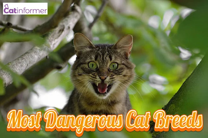 13 Most Dangerous Cat Breeds In The World