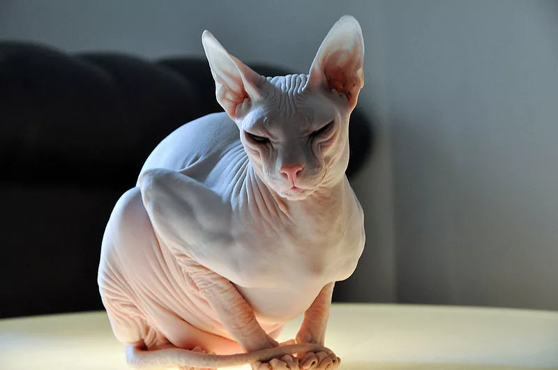 Donskoy Cats Breed