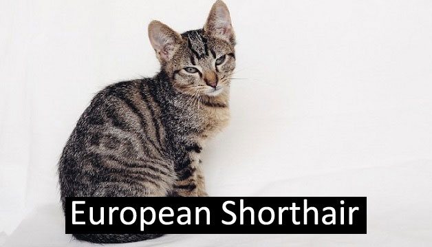 European Shorthair Cats Breed