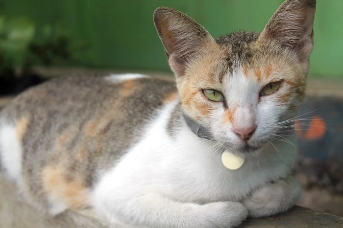 The Javanese Cat Breed