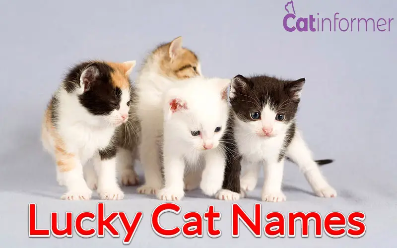 46 Lucky Cat Names For Your New Kitty
