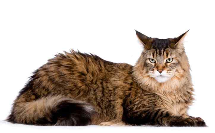 Maine Coon Cat: Breed Information and Health
