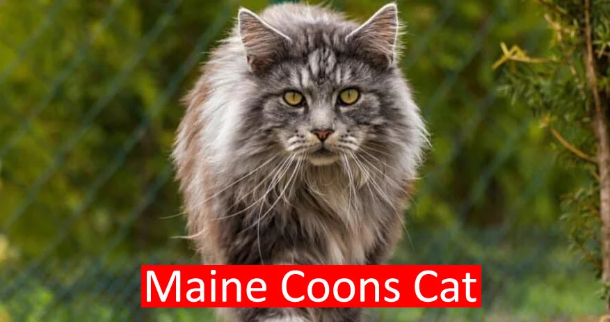 Maine coons cat Breed