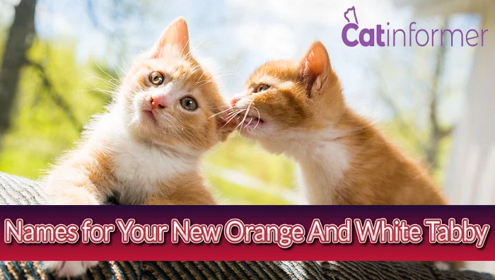 100 Cat Names for Your New Orange And White Tabby