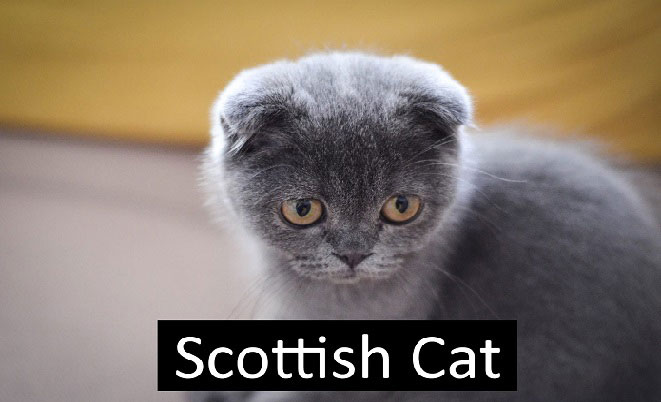 Scottish Fold Cats Breed