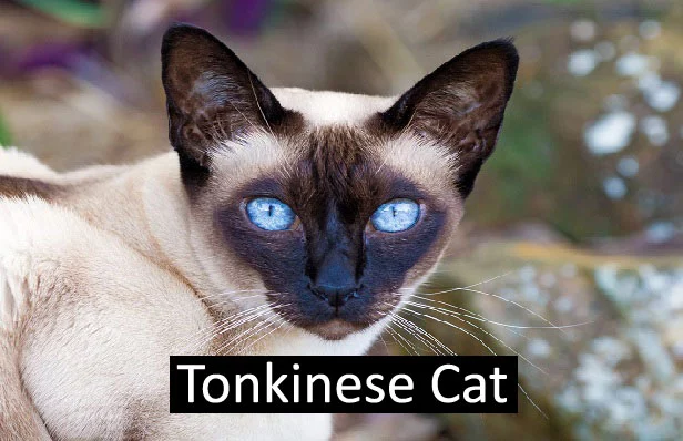 Tonkinese Cats Breed
