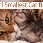 Top 11 Smallest Cat Breeds: Small in Size, Big in Personality