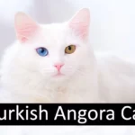 Turkish Angora Cat Breed: Facts, Information, & Health