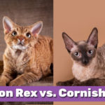 Devon Rex vs. Cornish Rex