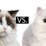 Ragdoll vs. Persian Cat: Best Comparison