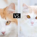 Turkish Van vs. Turkish Angora Cats: Best Comparison